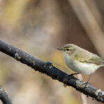 Chiffchaff