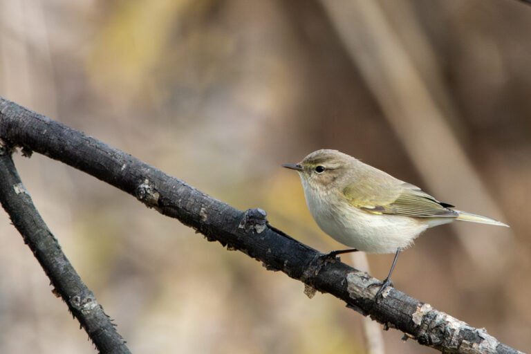 Chiffchaff