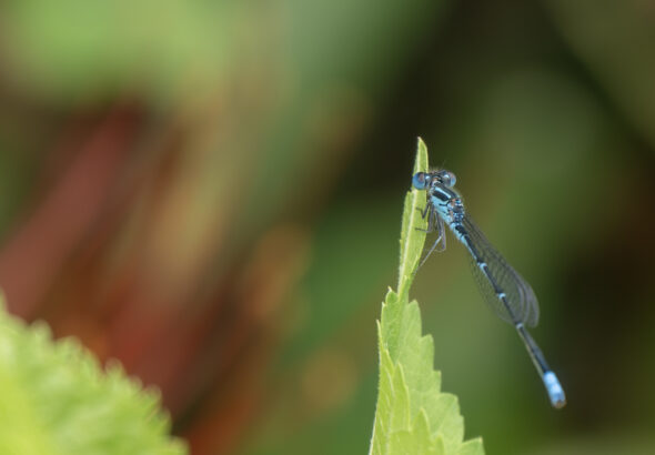 Damselfly