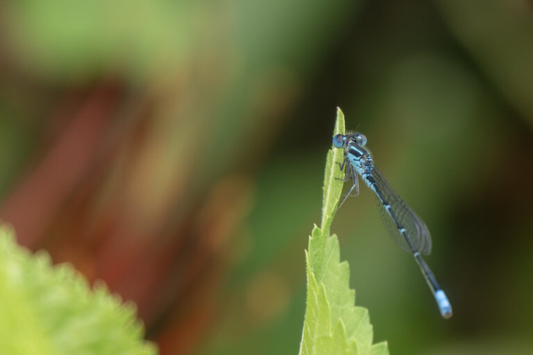 Damselfly
