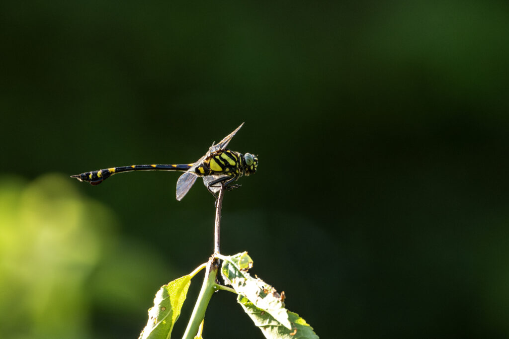 Golden-ringed-dragonfly-1024x682.jpg