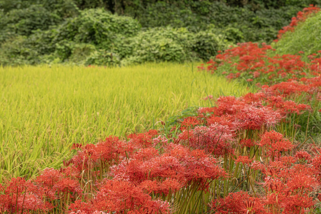 Red-spider-lily-1-1024x683.jpg